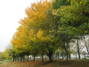 Autumn in St. Oliver's N.S.