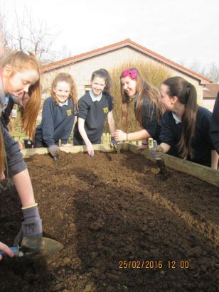 6th Class School Garden